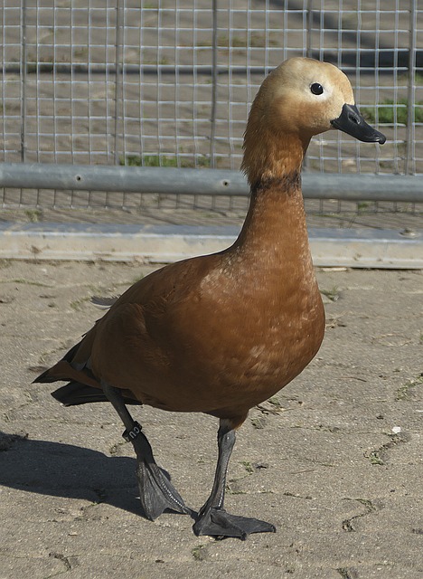 曼联期间